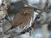 Same tiny Northern Pygmy-owl