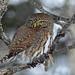Same tiny Northern Pygmy-owl