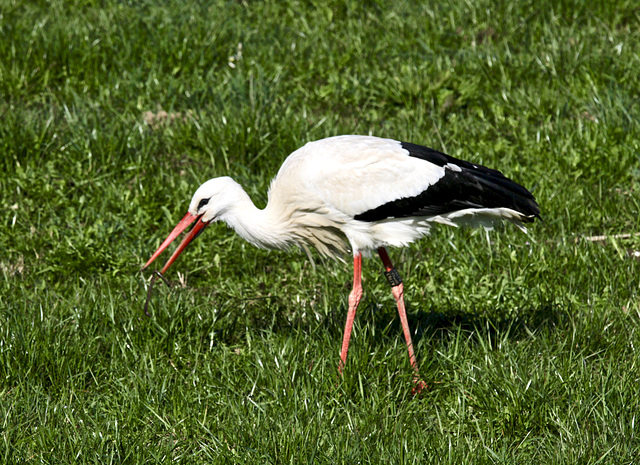 Storch