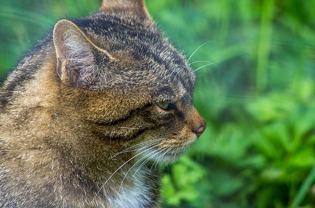 Scottish wild cat2