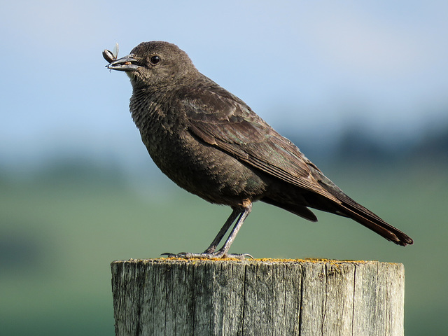 Brewer's Blackbird female? with insects for babies