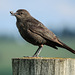 Brewer's Blackbird female? with insects for babies