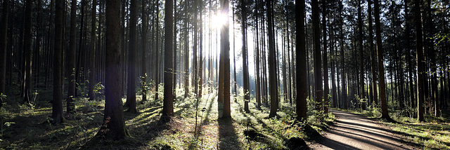 Spaziergang im Wald