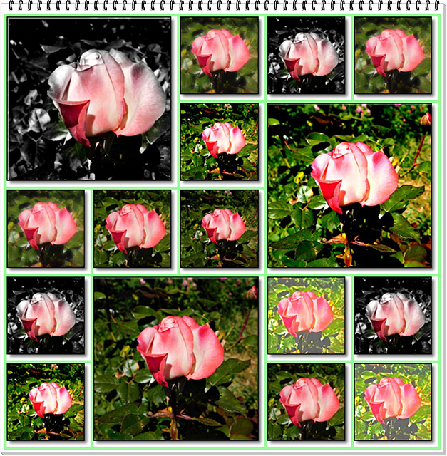 Rose au jardin avec effets de mon appareil photo