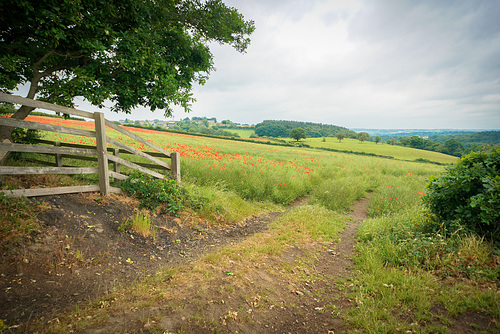 A 'Happy fence Friday' and 'good wishes' to everyone.. from .. Dj.