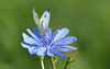 Green-veined White  ~ Klein geaderd witje (Pieris napi) in backlight on a Cuckoo-flower...