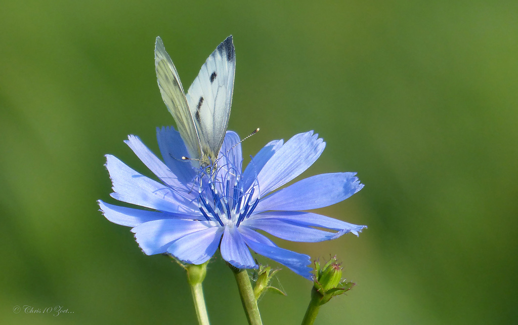 Green-veined White  ~ Klein geaderd witje (Pieris napi) in backlight on a Cuckoo-flower...