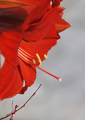 Amaryllis