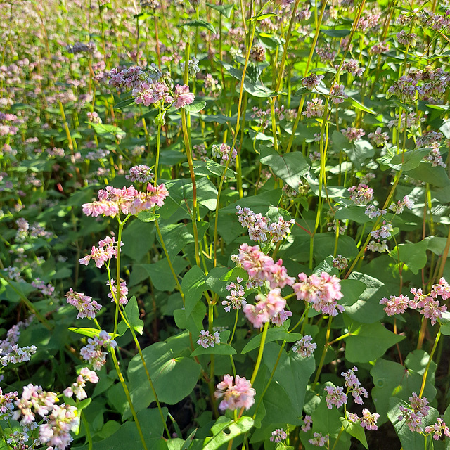 Echter Buchweizen / Gemeiner Buchweizen (Fagopyrum esculentum)