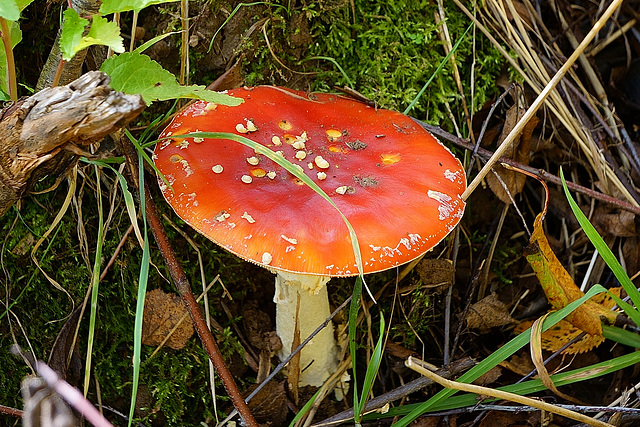 Amanita muscaria am Krücker