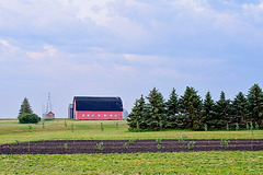 red barn+shelterbelt