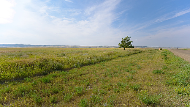 a tree and a bale 3