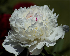 Peony 05