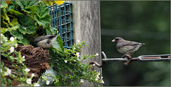 Our junco