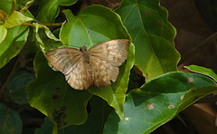 Butterfly EF7A4946