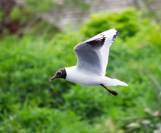 Black headed gull2