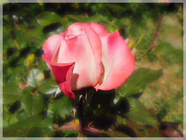 Rose au jardin avec effet de mon appareil photo