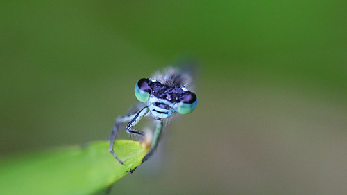 eyes