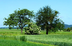 DE - Brey - Auf dem Traumpfad Rheingoldbogen