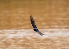Swallow
