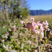 Echter Buchweizen / Gemeiner Buchweizen (Fagopyrum esculentum)