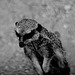 Tierpark Straubing
