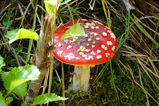 Amanita muscaria am Krücker II