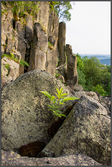 Zartes Pflänzchen am Pöhlberg