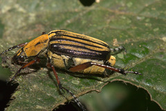 IMG 7428Beetle