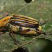 IMG 7428Beetle