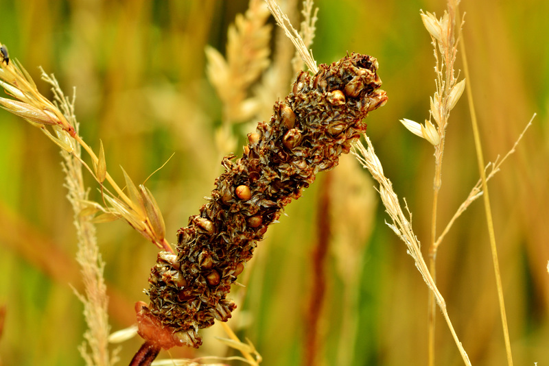 Grasses. Detail