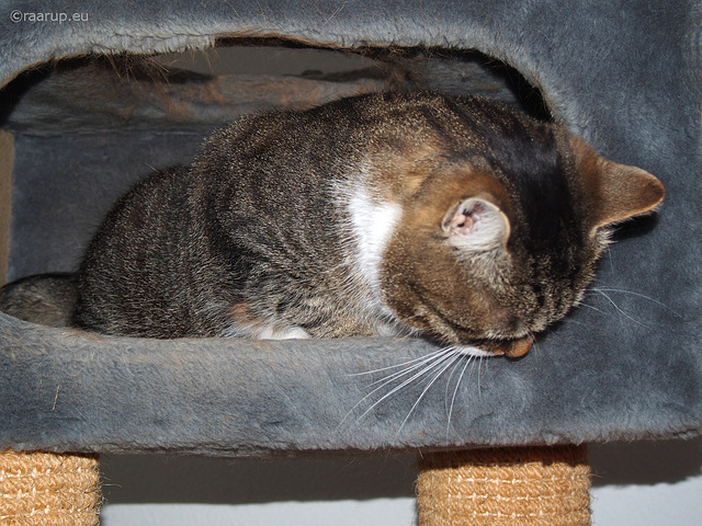 Looking out of the cat tree cave - for Happy Caturday.