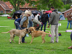 Broholmer breeders and their masters. A Broholmer dog fanciers club held a meet on the grounds of the museum. BIG dogs that i'd never heard of before this.