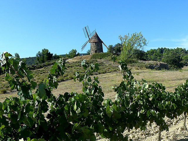 des vignes au moulin