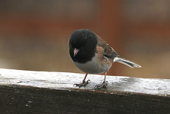 Dark-eyed Junco