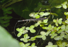 Water strider IMG_5890