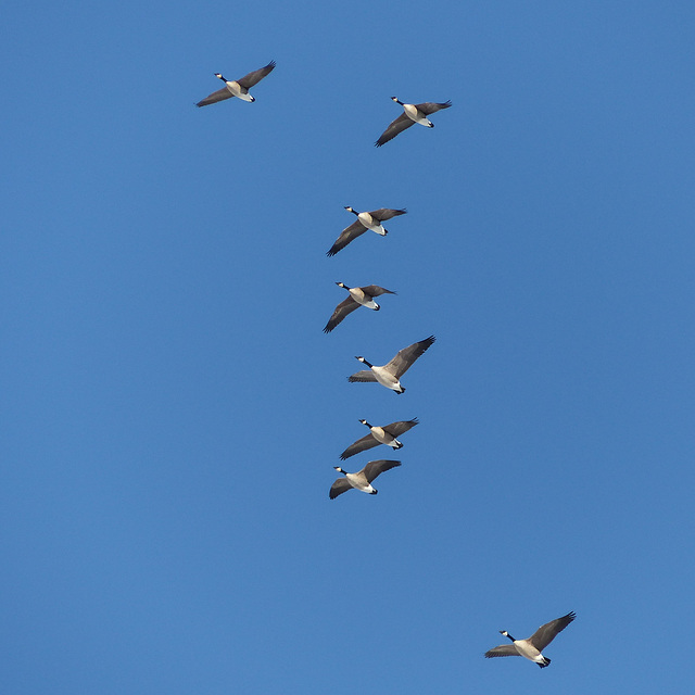 Canada Geese