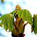 Horse chestnut...