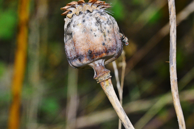 Poppy Seed Head