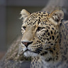 Leopard Aman (Wilhelma)