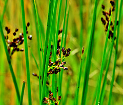 Grasses. Detail