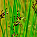 Grasses. Detail