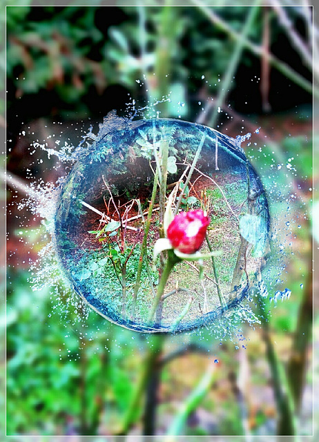 Bouton de rose au jardin en Décembre avec ToolWiz_photo avec PIP