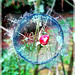 Bouton de rose au jardin en Décembre avec ToolWiz_photo avec PIP