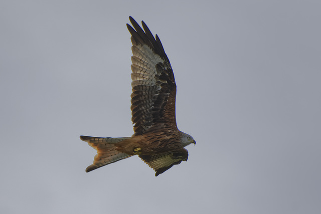 In flight