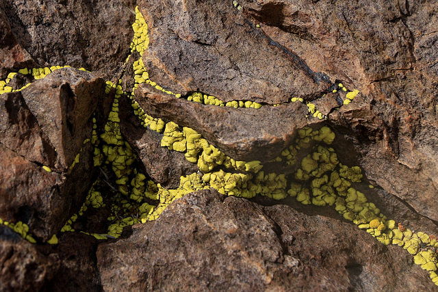 Lichen