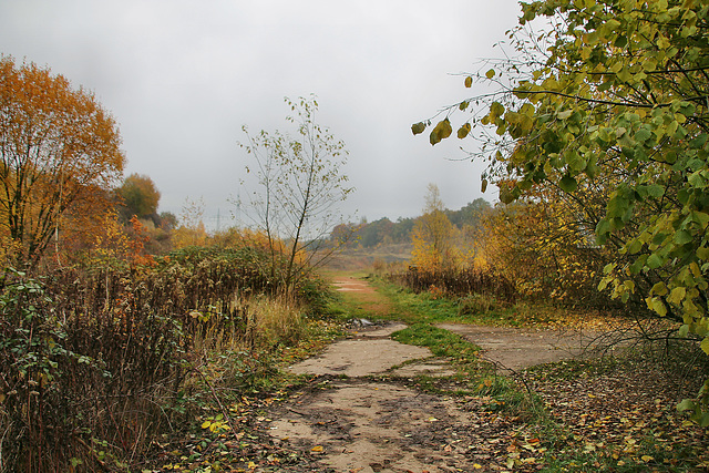 Alter Steinbruch am Datteln-Hamm-Kanal (Waltrop) / 17.11.2019