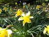 S0S[22] - yellow Daffs - {4 of 23}