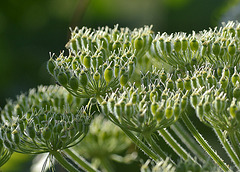 Seed building