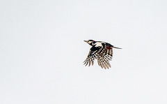 Great spotted woodpecker
